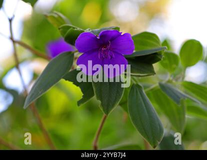 Glory Bush, Pleroma urvilleanum, syn. Tibouchina urvilleana, Melastomataceae. Brésil, Amérique du Sud. Alias. Lasiandra, Princesse Fleur, Pleroma. Banque D'Images