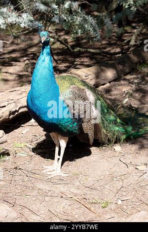 Un paon, les paons sont de grands faisans colorés (typiquement bleu et ...