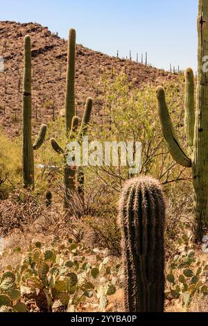 Une scène désertique avec un cactus au premier plan. Le cactus est entouré d'autres cactus et arbustes. La scène est sèche et aride, avec un sens d'isola Banque D'Images