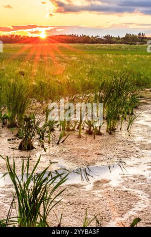Un champ de hautes herbes avec un soleil qui brille à travers les arbres. Le soleil se couche et le ciel est nuageux Banque D'Images