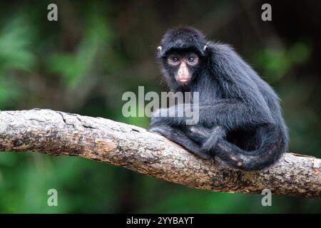 Singe araignée péruvien (Ateles chamek) de l'Amazonie péruvienne Banque D'Images