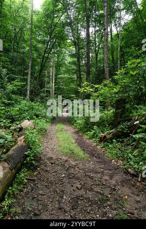 Une ancienne route forestière est maintenant un sentier de randonnée à travers la nature sauvage de la forêt nationale de Cherokee dans le parc d'État de Rocky Fork dans le Tennessee. Banque D'Images