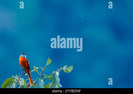 Mâle minivet à meneaux gris perché dans l'arbre Banque D'Images