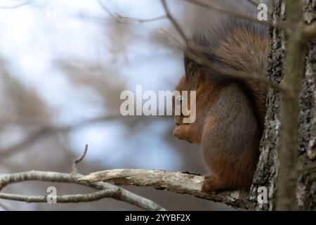 Écureuil mangeant des noix. Écureuil en hiver. Faune sauvage. Banque D'Images