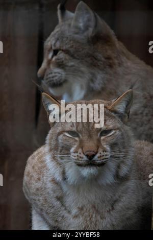 Lynx eurasien. Portrait du couple de lynx eurasiens. Banque D'Images