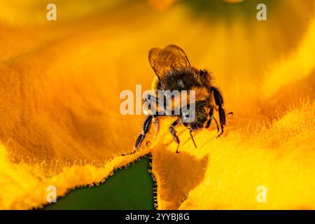 Photo de dossier datée du 04/09/23 d'une abeille collectant du pollen. Le gouvernement a établi des plans pour mettre fin à l'utilisation de trois pesticides qui sont toxiques pour les abeilles et d'autres pollinisateurs vitaux. Les néonicotinoïdes ont été interdits au Royaume-Uni en 2018, mais leur utilisation d'urgence est autorisée chaque année en Angleterre depuis 2021. Date d'émission : samedi 21 décembre 2024. Banque D'Images