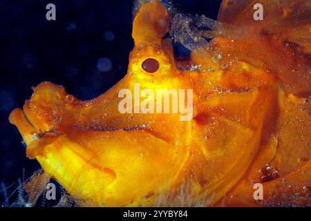 Gros plan d'un Scorpionfish jaune à lambeau de palette (Rhinopias eschmeyeri). Ambon, Indonésie Banque D'Images