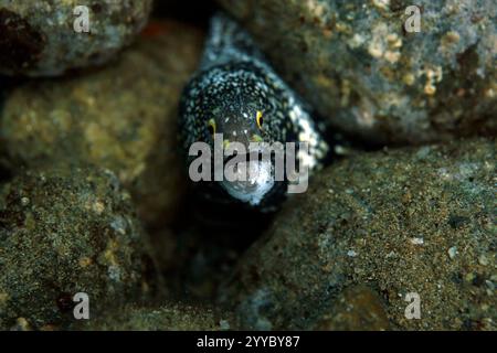 Flocon de neige Moray (Echidna nebulosa, alias Moray nuageux). Ambon, Indonésie Banque D'Images