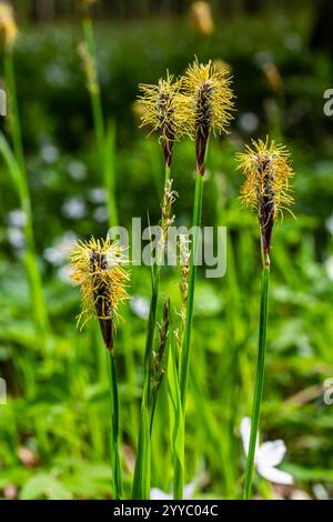 Perce la fleur de la chevelure dans la nature au printemps.Carex pilosa. Famille des Cyperaceae. Banque D'Images