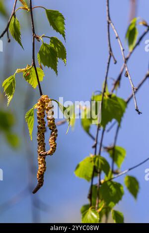 Une branche de bouleau avec des feuilles vertes et des boucles d'oreilles. Allergies dues aux fleurs printanières et au pollen. Banque D'Images