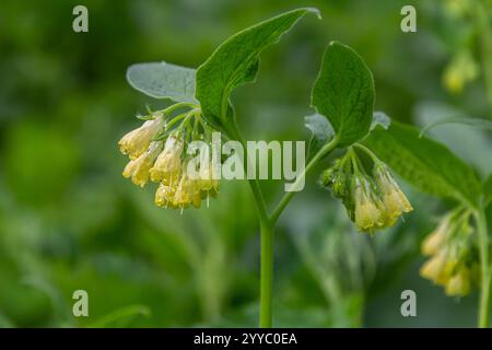 Floraison Symphytum tuberosum dans la forêt, printemps-début d'été, environnement naturel. Plante médicinale. Banque D'Images