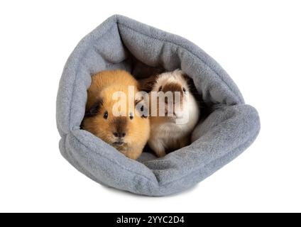 Deux mignons cobayes sont assis dans leur maison isolés sur un fond blanc Banque D'Images