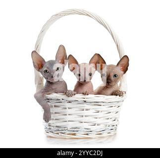 Trois chatons sphinx canadiens mignons sont assis dans un panier isolé sur un fond blanc Banque D'Images