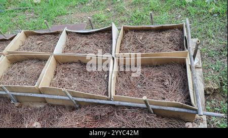 Les boîtes en carton remplies de paille de pin créent un jardin surélevé, favorisant le drainage et la suppression des mauvaises herbes Banque D'Images