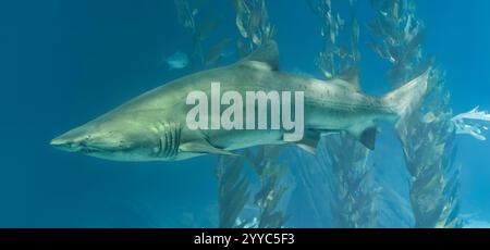 Vue rapprochée d'un requin tigre de sable (carcharias taurus) Banque D'Images