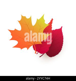Trois différentes feuilles d'arbre tombé d'automne rouge, brun et doré sur fond blanc - modèle de conception coloré en format vectoriel modifiable Illustration de Vecteur