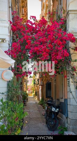 Les fleurs magenta vibrantes de Bougainvillea arquent l'entrée de la rue Vondiolou à côté de la rue Kapodisttriou dans le centre historique de la vieille ville de Corfou, en Grèce. Banque D'Images