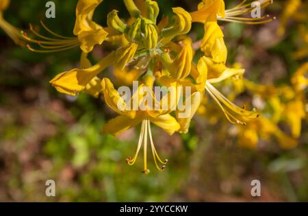 Rhododendron luteum - azalée jaune Banque D'Images