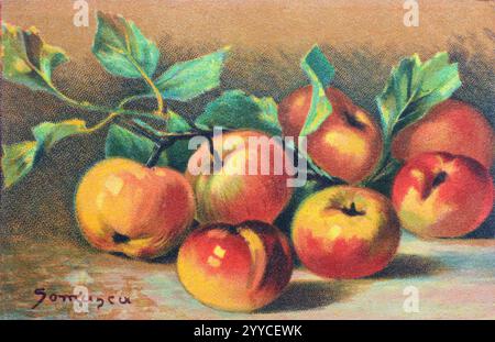 Carte postale vintage 1910-1920 avec peinture de natures mortes de pommes rouge-jaune et de feuilles de pommier. Banque D'Images