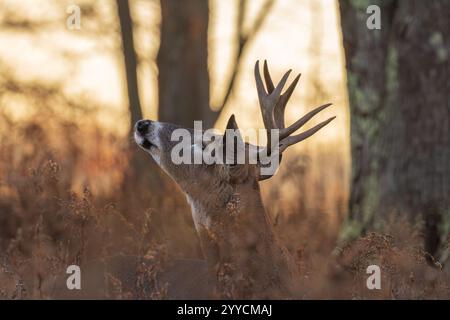Buck à queue blanche pendant la rout dans le nord du Wisconsin. Banque D'Images