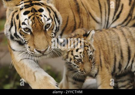 Un tigre et son jeune marchant ensemble, le tigre semble protecteur, tigre de Sibérie (Panthera tigris altaica), captif, occurrence Russie, Corée du Nord Banque D'Images