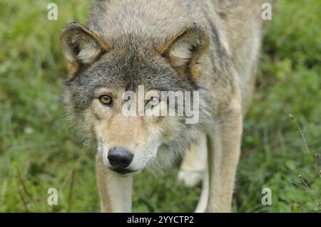 Un seul loup regarde attentivement la caméra, Timberwolf (Canis lupus lycaon), captif, Allemagne, Europe Banque D'Images