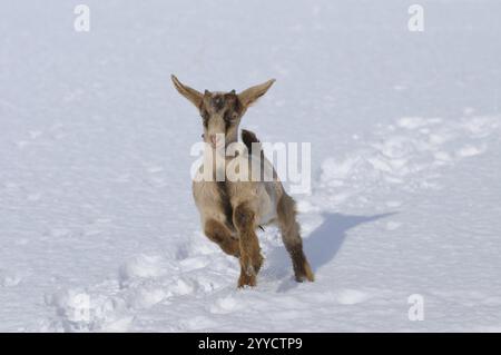 Une chèvre saute dynamiquement à travers un paysage enneigé, chèvre Boer, chèvre domestique (Capra aegagrus hircus), Franconie Banque D'Images