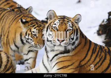 Un petit tigre et une mère tigre gisent dans la neige et montrent une coexistence harmonieuse, tigre de Sibérie (Panthera tigris altaica), captif, occurrence Russie Banque D'Images