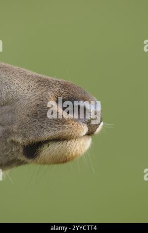 Gros plan d'un nez, axé sur la texture et la couleur, cerf rouge (Cervus elaphus), Bavière Banque D'Images