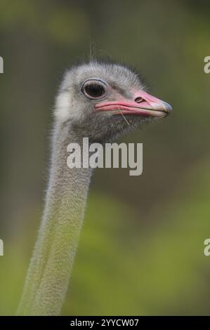 Portrait d'une tête d'autruche avec plumage gris et bec rose, autruche commune (Struthio camelus), captive, Espagne, Europe Banque D'Images