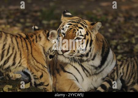 Une mère tigre montre de l'affection pour sa jeune interaction aimante dans un environnement naturel, le tigre de Sibérie (Panthera tigris altaica), captif, se produisant Banque D'Images