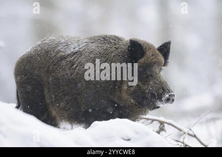 Un sanglier debout dans la forêt enneigée d'hiver, sanglier sauvage (sus scrofa), parc national de la forêt bavaroise Banque D'Images