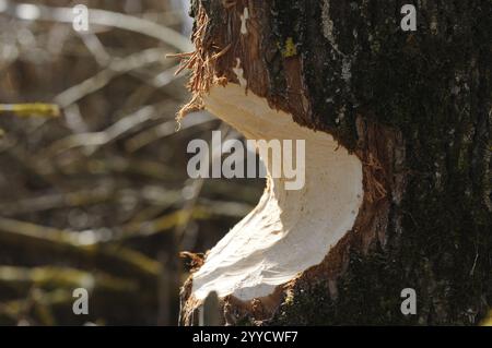 Un tronc d'arbre avec des marques de morsure claires, entouré par la lumière naturelle de la forêt, castor européen (fibre de ricin), Altmuehlsee, Bavière Banque D'Images