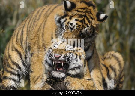 Deux tigres espiègles jouant dans la nature, tigre de Sibérie (Panthera tigris altaica), captif, se produisant en Russie, en Corée du Nord et en Chine Banque D'Images