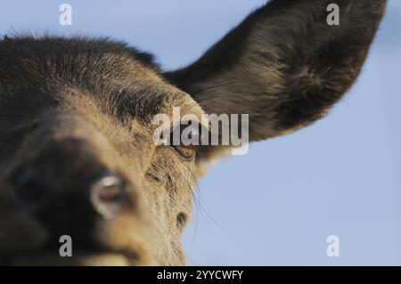 Gros plan d'un oeil de chevreuil montre les détails et l'expression, cerf roux (Cervus elaphus), Bavière Banque D'Images