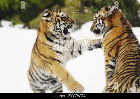 Deux petits tigres jouant vifs dans la neige, entourés par la nature, tigre de Sibérie (Panthera tigris altaica), captif, se produisant en Russie, Corée du Nord a Banque D'Images