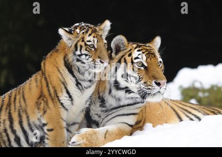 Un jeune tigre se câlin avec amour à sa mère dans la neige, tigre de Sibérie (Panthera tigris altaica), captif, trouvé en Russie, en Corée du Nord et en Chine Banque D'Images