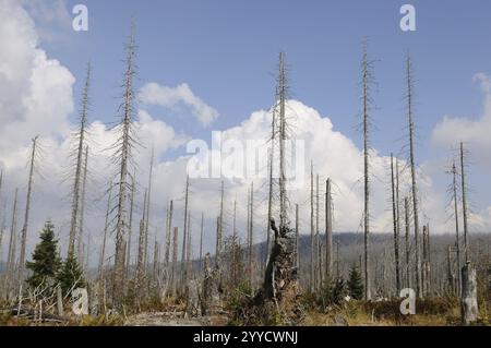 De nombreux arbres minces et hauts devant un ciel avec des nuages dans une forêt détruite, Lusen, Parc National de la Forêt de Bavière, Bavière Banque D'Images