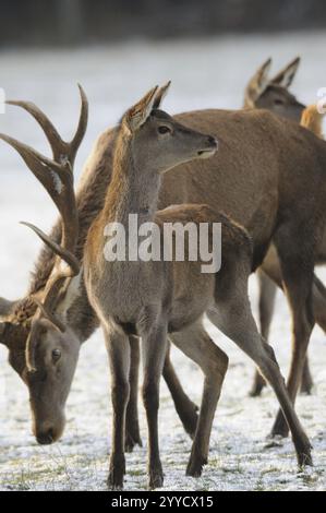 Troupeau de cerfs et de chevreuils sur un sol enneigé chez le cerf rouge sauvage (Cervus elaphus), Bavière Banque D'Images