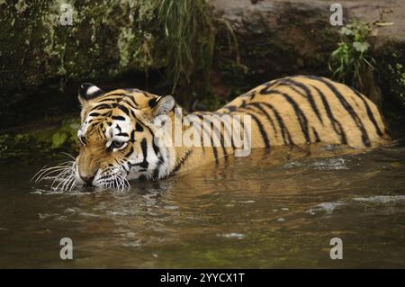 Tigre se cache partiellement dans l'eau et regarde autour de lui attentivement, tigre de Sibérie (Panthera tigris altaica), captif, se produisant en Russie, Corée du Nord A. Banque D'Images