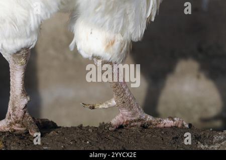 Gros plan de cuisses de poulet sales sur un sol, poulet domestique (Gallus gallus domesticus), Franconie Banque D'Images