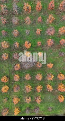 Photo verticale d'arbres jaunes, vue de dessus des arbres de couleurs d'automne et d'automne. Banque D'Images