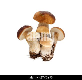 Champignons porcini, isolés sur fond blanc. Forêt de champignons Banque D'Images