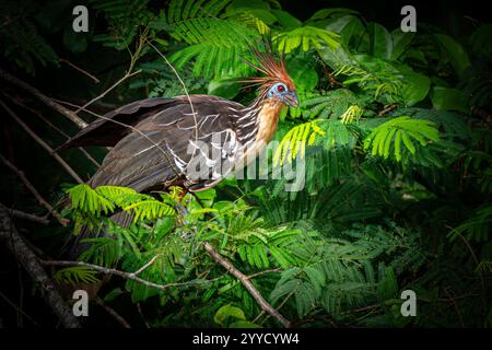 Oiseau Hoatzin (Opisthocomus hoazin) de l'Amazonie péruvienne Banque D'Images