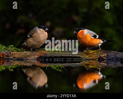 Bullfinch mâle et femelle dans un bassin de réflexion à la fin de l'automne dans le centre du pays de Galles Banque D'Images