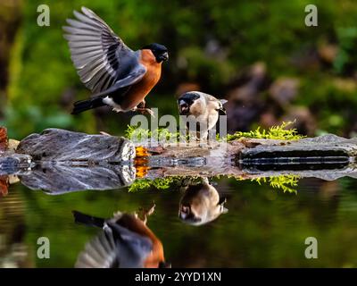 Bullfinch mâle et femelle dans un bassin de réflexion à la fin de l'automne dans le centre du pays de Galles Banque D'Images