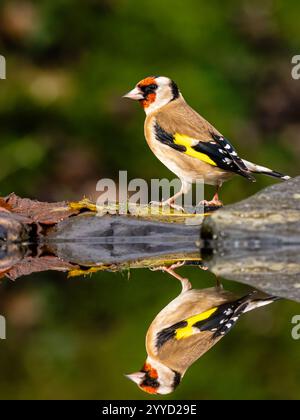 Goldfinch à la fin de l'automne dans le centre du pays de Galles Banque D'Images