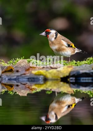 Goldfinch à la fin de l'automne dans le centre du pays de Galles Banque D'Images