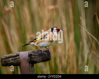 Goldfinch à la fin de l'automne dans le centre du pays de Galles Banque D'Images