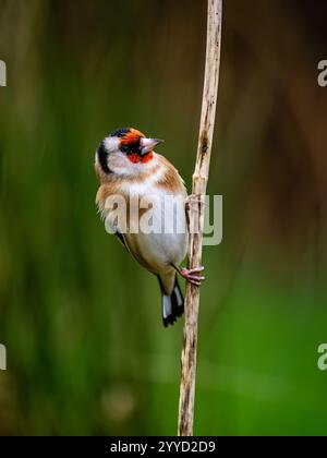 Goldfinch à la fin de l'automne dans le centre du pays de Galles Banque D'Images
